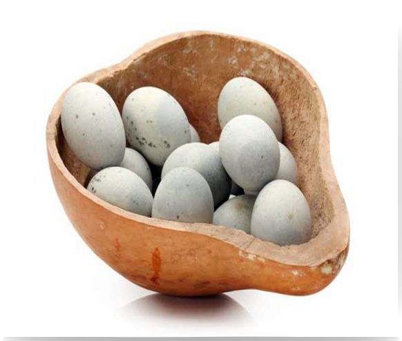 Types of eggs: duck