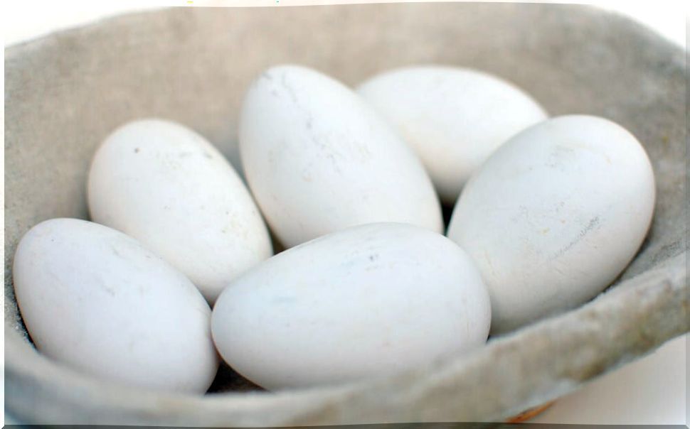 Egg types: goose