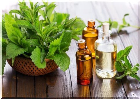 Peppermint essential oil to treat varicose veins