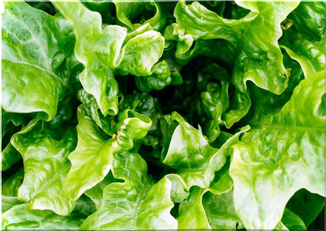 Lettuce leaves.