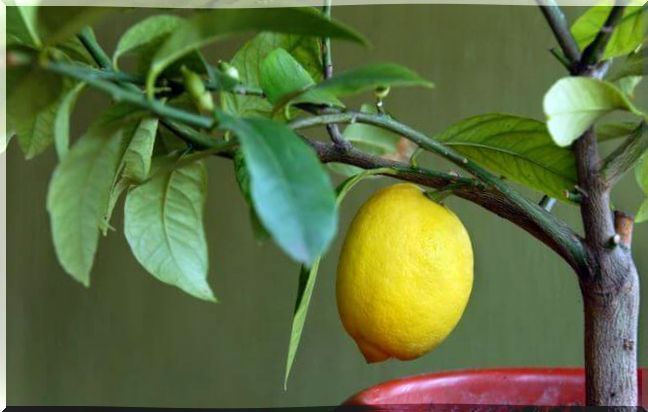 Lemon tree at home