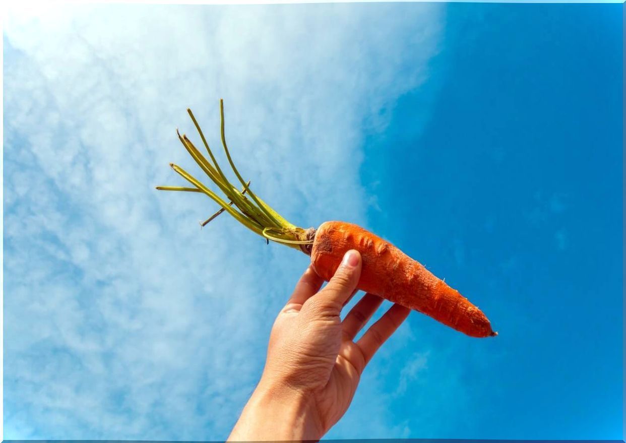 Hand holding a carrot