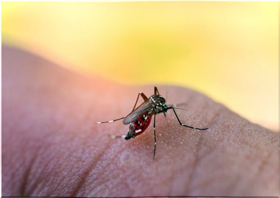 Dengue mosquito.