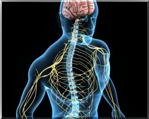 Functions of the nervous system