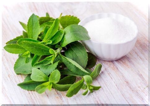 Stevia