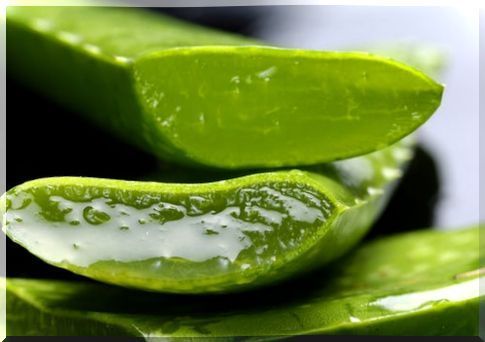 Aloe vera against hair loss