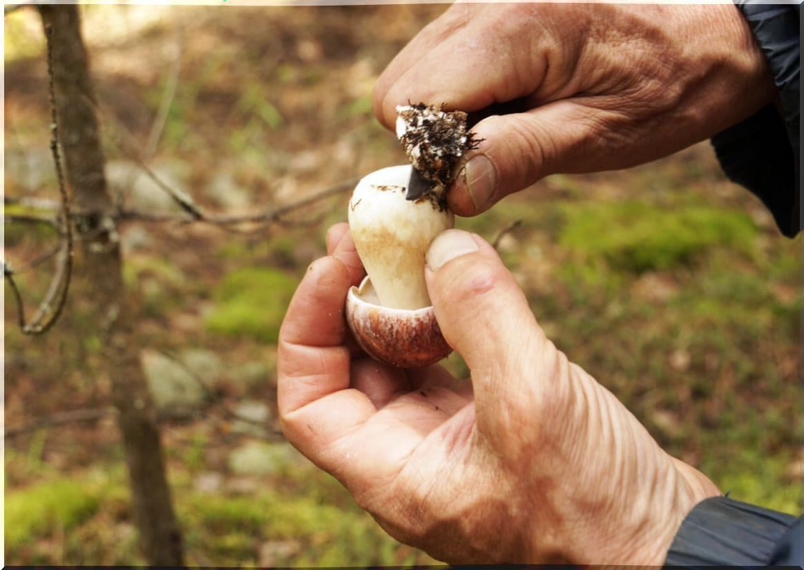 Cut of the trunk of a mushroom.