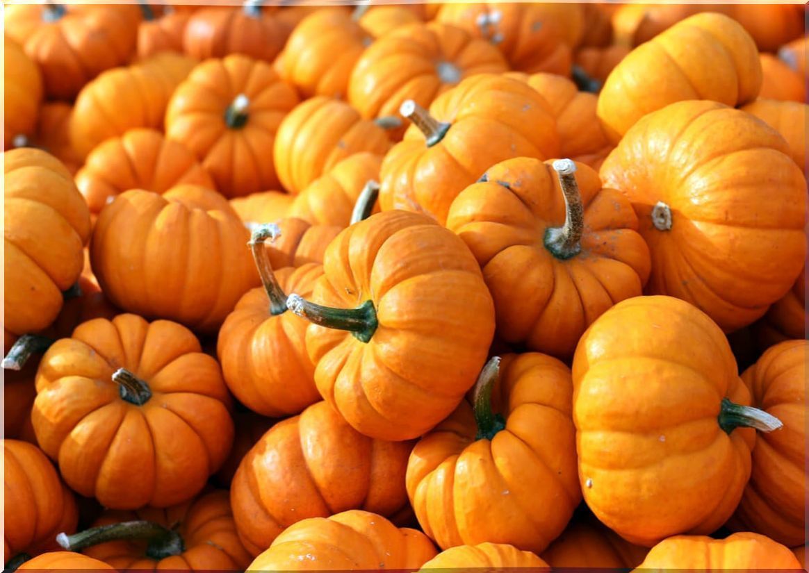 Pile of pumpkins.