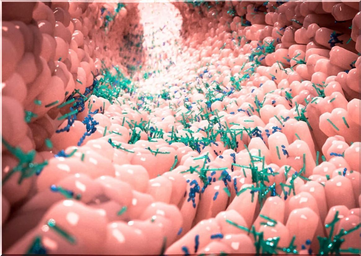 Inulin-fed gut microbiota.