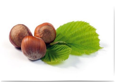 Hazelnut to combat varicose veins