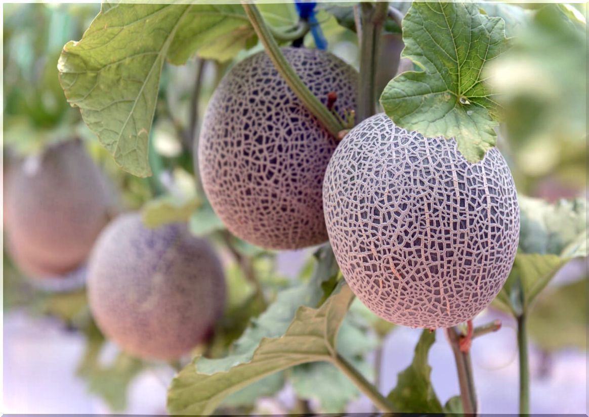 Melon plant.