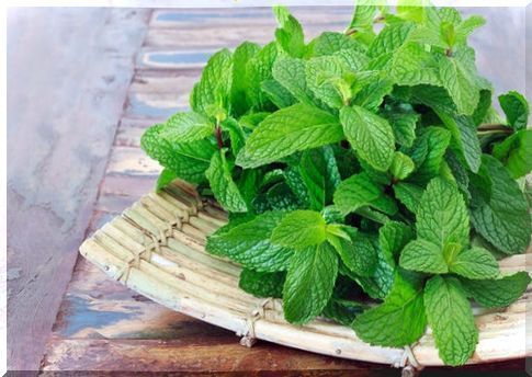 How to prepare peppermint infusion