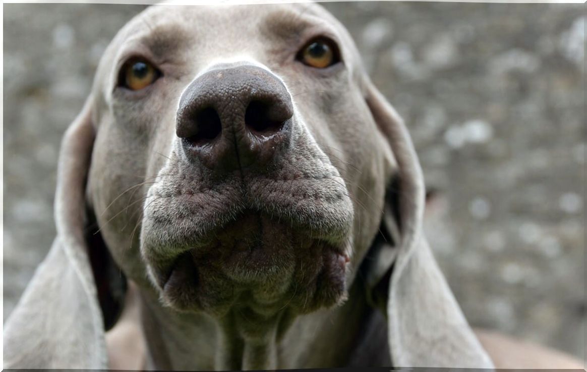 Dog in the foreground.