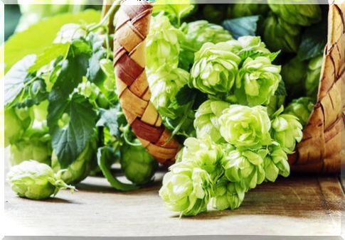 Hop flower for better sleep