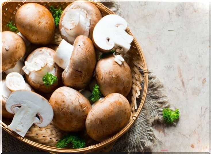 Plate of mushrooms