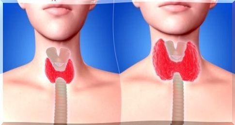 irrigation and innervation of the thyroid