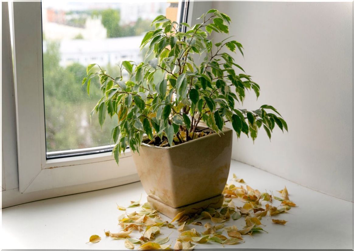 Fallen leaves on a plant to revive.